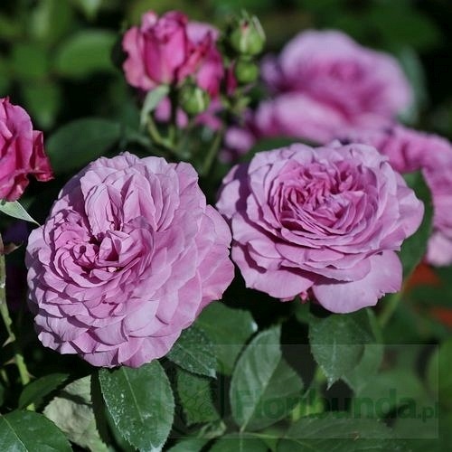 Lavender Ice (TAN04249) DONICZKA