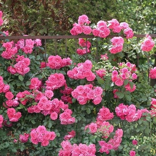 Rosarium DONICZKA