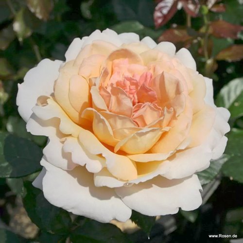Grossherzogin Luise® "PARFUMA" DONICZKA