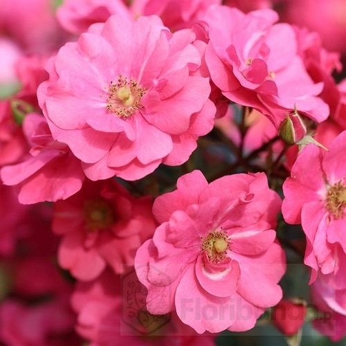 Summer Fairytale DONICZKA