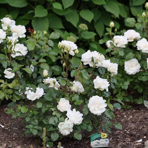 Princess of  Wales DONICZKA  (Hardinkum)