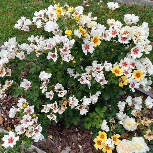 Cream Babylon Eyes DONICZKA