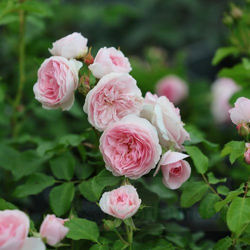 MISS GRANGER® syn. Hermiona DONICZKA