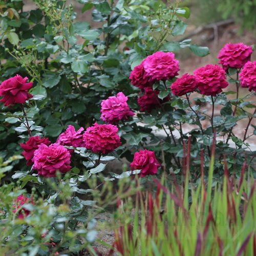 Bellevue  (KORvuebell) DONICZKA