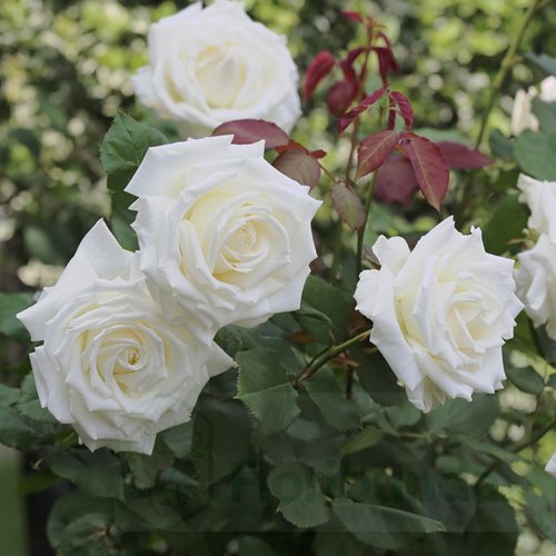 Jan Paweł II DONICZKA