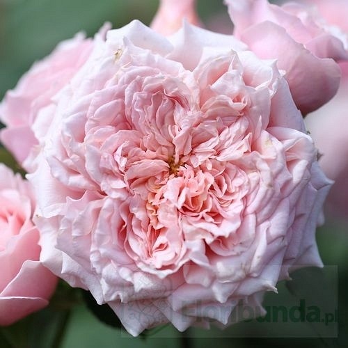 Paul Bocuse (Maspaujeu) DONICZKA