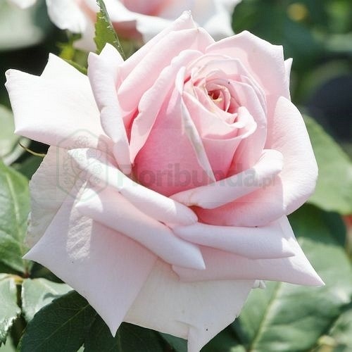 Savoy Hotel (Harvintage) DONICZKA