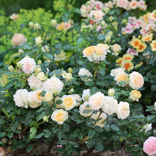 Chippendale Gold DONICZKA