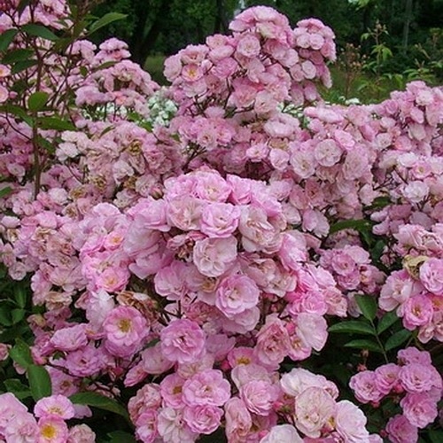 Heavenly Pink (LENnedi) DONICZKA