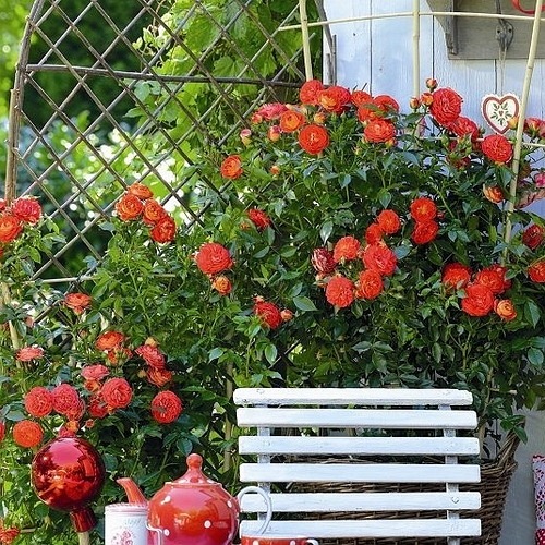 Carmen Starlet ® DONICZKA