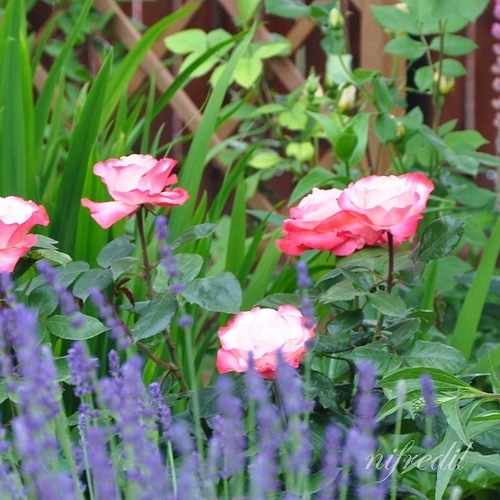 Nostalgie (Taneiglat) DONICZKA