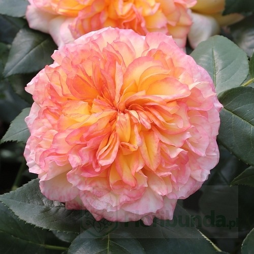 Henri Delbard (DELclaudibi) DONICZKA