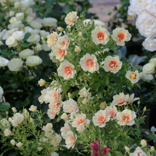 Glorius  Baylon Eyes DONICZKA