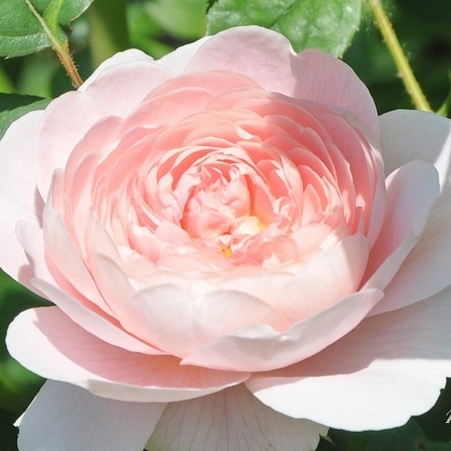 Queen of Sweden ( Austiger) DONICZKA