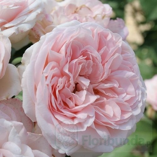 Clair  Renaissance (POUlsyng) DONICZKA