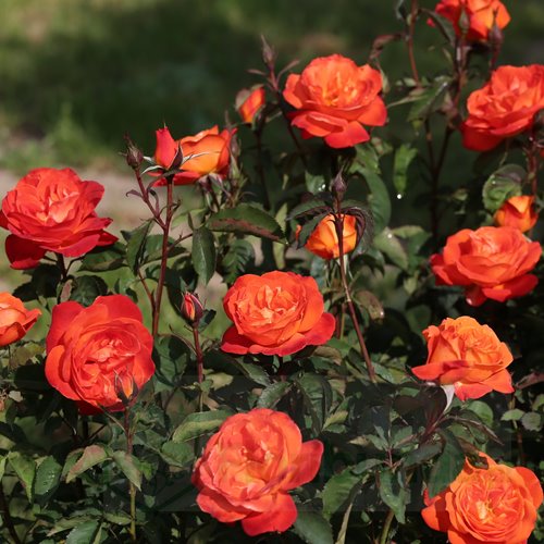 Super Trouper   (FRYleyeca) DONICZKA