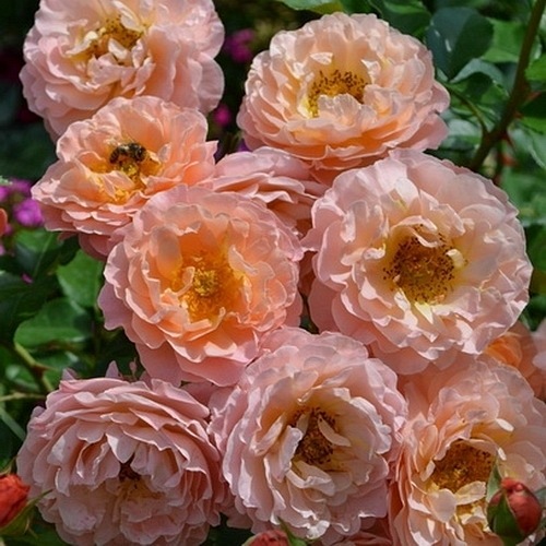 Marie Curie (Meilomit) DONICZKA