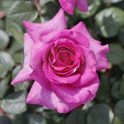 Chartreuse de Parme DONICZKA