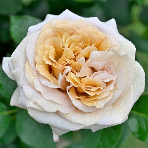 Rallye des Gazelles DONICZKA