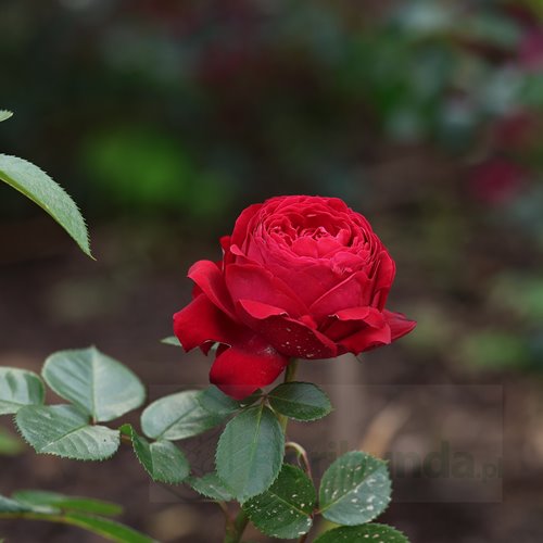 Royal Piano® DONICZKA