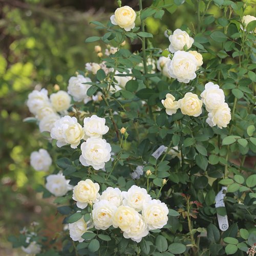 Vanessa Bell (Auseasel) DONICZKA