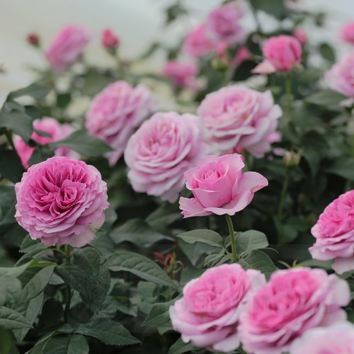 Konigin Marie® "PARFUMA" DONICZKA