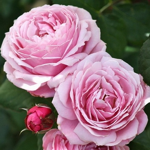 Soeur Emmanuelle-Dieter Muller(DELam)