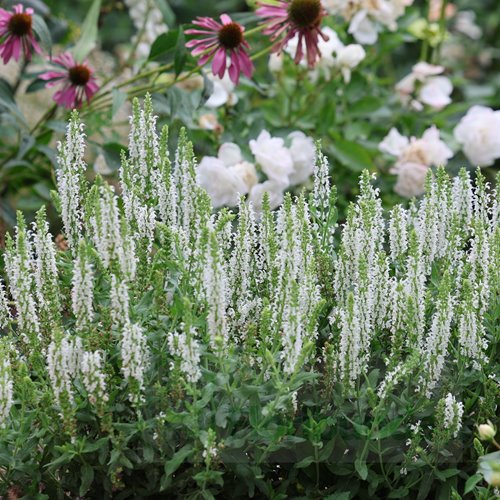 Szałwia omszona  'Sensation White'