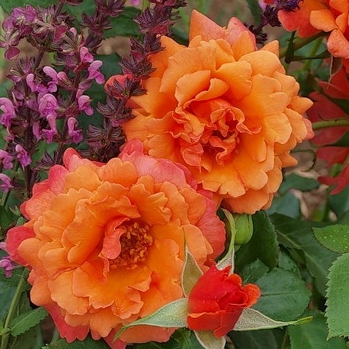 Easy Does It (Harpageant)