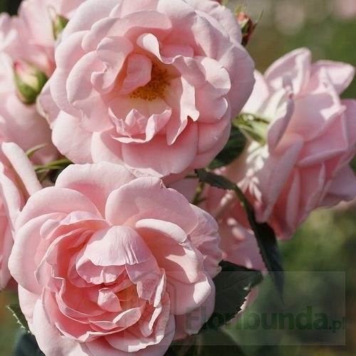 Astrid Lindgren DONICZKA