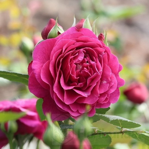 The Fairy Tale Rose (Poulcas065 )