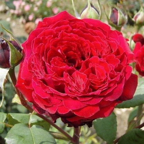 Winschoten (Meifani)