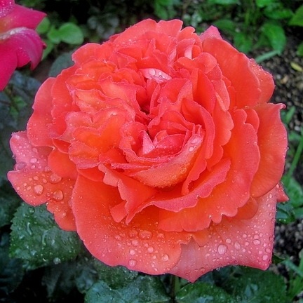 Magdalena (Adafucomy)