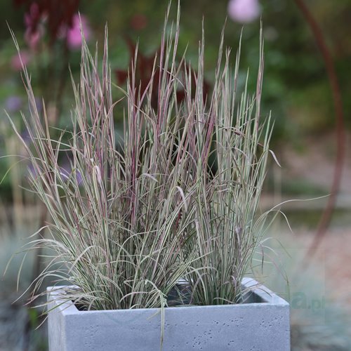 Palczatka miotlasta 'Chameleon'