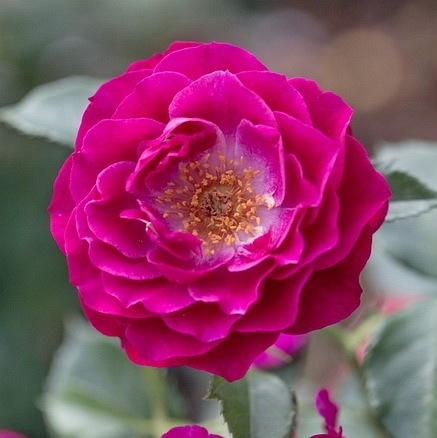 Blue Eden (WEKisosblip)