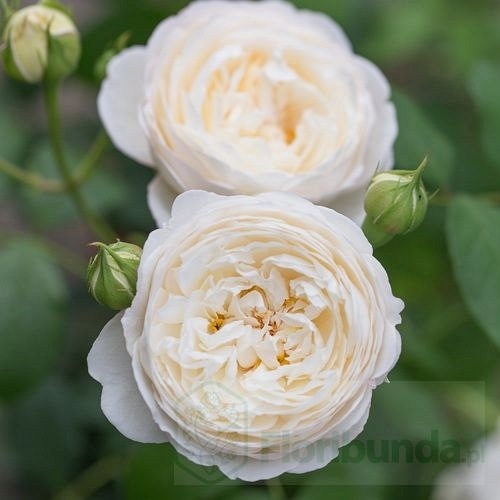 Clair Austin (Ausprior)