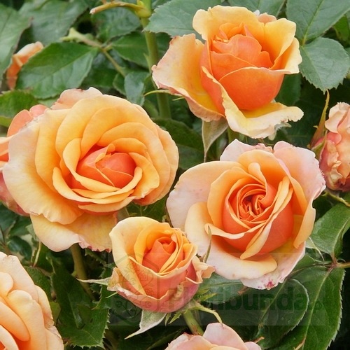 Olympic Palace (POUlym)