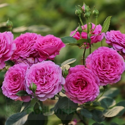 Claire Marshall  (Harunite)