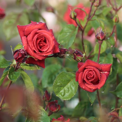 Terracotta  (Meicobius)