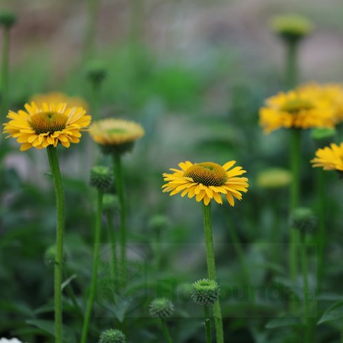 jeżówka SUNSEEKERS "Golden Sun"