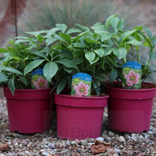 Ciemiernik "Double Ellen Pink"