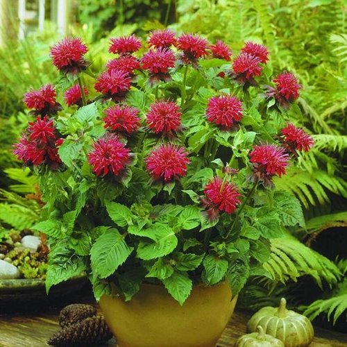 Pysznogłówka 'Fireball'