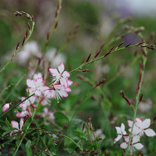 Gaura Gambit® Rose Bicolor