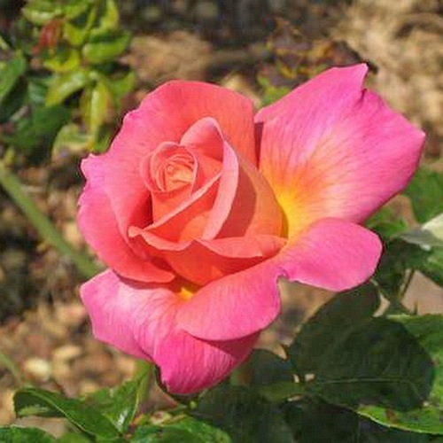 Chicago Peace (Johnago)