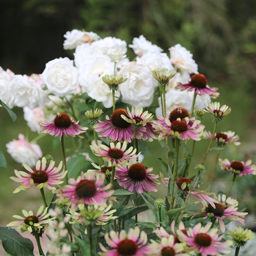 Jeżówka"Green Twister"