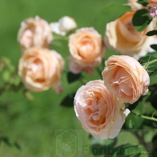 Genevieve Orsi (JACacien)