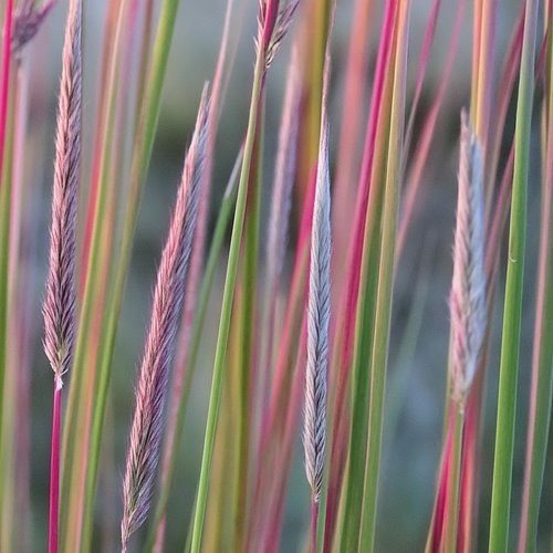 Palczatka miotlasta "Standing Ovation"