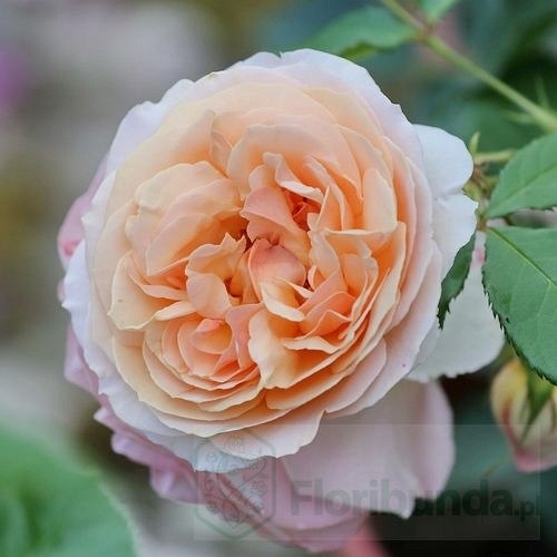 Genevieve Orsi (JACacien)