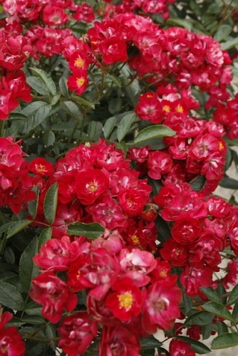 Alberich cl.