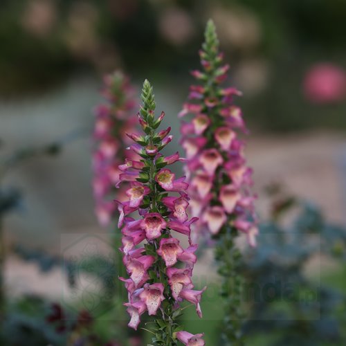 Naparstnica Digiplexis™ "Berry Canary"